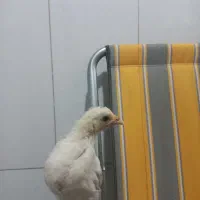 جوجه یک ماهه