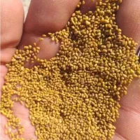 محلی تضمینی