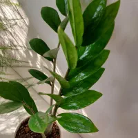 انواع گل و گلدان زاموفیلیا|گل و گیاه طبیعی|فردیس, فردیس|دیوار