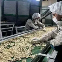 کارگر ساده با جای خواب و غذا (شرکت آجیل)|استخدام صنعتی، فنی، مهندسی|تهران, چیتگر جنوبی|دیوار