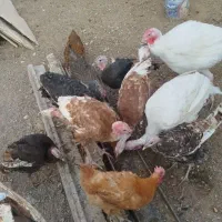 بوقلمون، مرغ، خرگوش لوپ اصل|حیوانات مزرعه|خواف, |دیوار