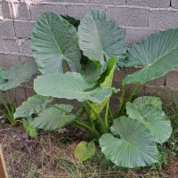 گل بابا آدم تنه سبز