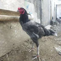 مرغ و خروس قولتاج یه تیغ طوسی