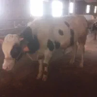 گوساله موندبلیارد۱۱ماهه ۲۱۰ میلیون