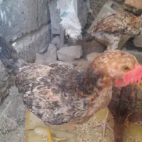 جوجه محلی ۹ عدد باخروس دو مرغ توافقی