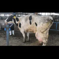 خرید فروش گاو گوشتی گاو افتاده خر ید ا ریم|حیوانات مزرعه|تاکستان, |دیوار