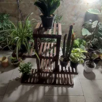 گل و گیاه آپارتمانی|گل و گیاه طبیعی|یزد, |دیوار