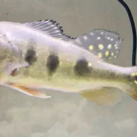 پیکاک گوشتخوار