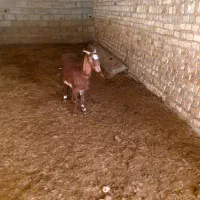 بز پاکستانی