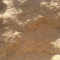 کاه تازه دیمی نیست آبی است