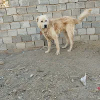 سگ قدرجونی|سگ|داران, |دیوار