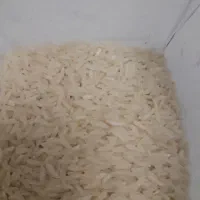 برنج تازه هاشمی گیلان