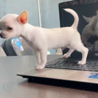 شیهواهوا شیواوا سفید اپل هد