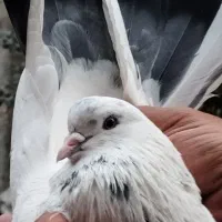 کفتر کله دم سبز
