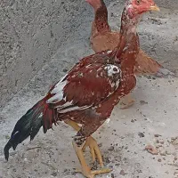 مرغ