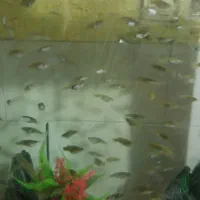 ماهی ماهی گوپی