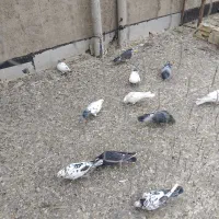 کبوتر|پرنده|سلطانیه, |دیوار