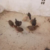 جوجه بومی زیر مرغی