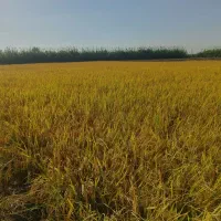 شالی فجر