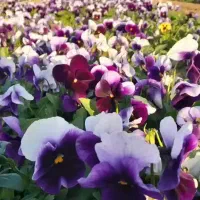 گل و گیاه فصلی|خدمات باغبانی و درختکاری|پاکدشت, پاکدشت (مامازند)|دیوار