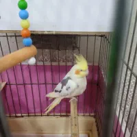 عروس هلندی ماده|پرنده|الوند, |دیوار