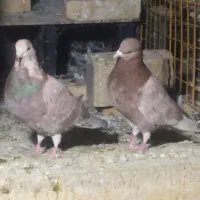 کبوتر سرور پروازی و جوجه