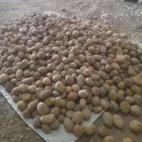 سیب زمینی دامی