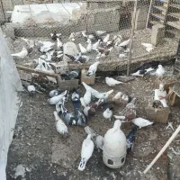 کبوتر پرشی تهرانی و خروس لاری شامواصل|پرنده|مشگین شهر, |دیوار