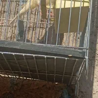 قناری نر|پرنده|کوهدشت, |دیوار