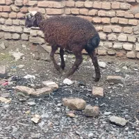 بره نر مخصوص پلوار