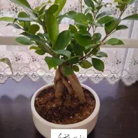 پخش گل به قیمت گلخانه