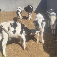 فروش گوساله
