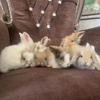 تعدادی خرگوش لوپ اصیل کاملا سالم