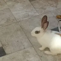 فروش بچه خرگوش خوشکل