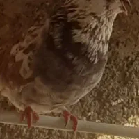 کفتر گرگی یا قلمکار نر