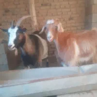 حیوان سرحال وخوش حیکل