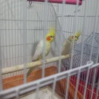 عروس هلندی مولد|پرنده|اراک, |دیوار