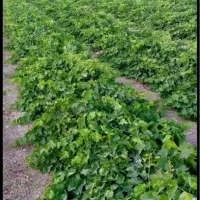 نهال انگور/بیدانه سفید/ترکمن4/درجه یک