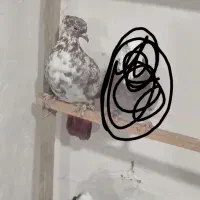 ۴تا کفتر|پرنده|قم, ناصردیوان|دیوار