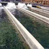 استخدام بنا ماهر سنگ لاشه چینی
