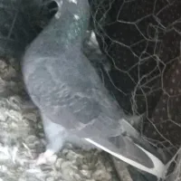 پرنده  تهرانی 2تا