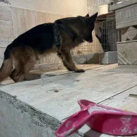 واگذاری سگ ژرمن شولاین