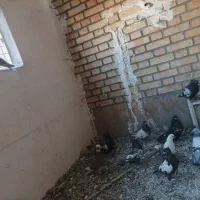 کفتر سینه ای|پرنده|خاوران, |دیوار