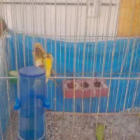 تعدادی قناری نژادرسمی