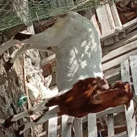 بزدوکهری|حیوانات مزرعه|میناب, |دیوار