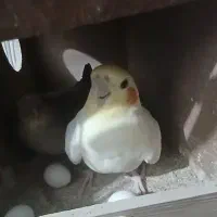 یک جفت عروس هلندی نرو ماده با دوتا جوجه