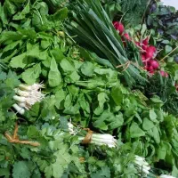پیاز سرخ شده،سبزی تمیز شده،هویج خورد شده،لوبیا سبز|خوردنی و آشامیدنی|مشهد, گلشور|دیوار
