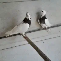 کبوتر جوان|پرنده|استهبان, |دیوار