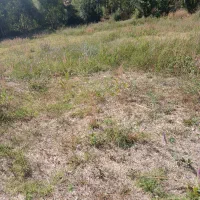 زمین روستای شیخ احمد مناسب باغ ویلا