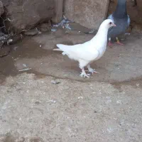 ترکیه اغ کبوتر
